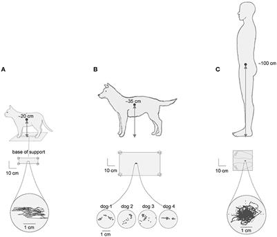 Human Postural Control